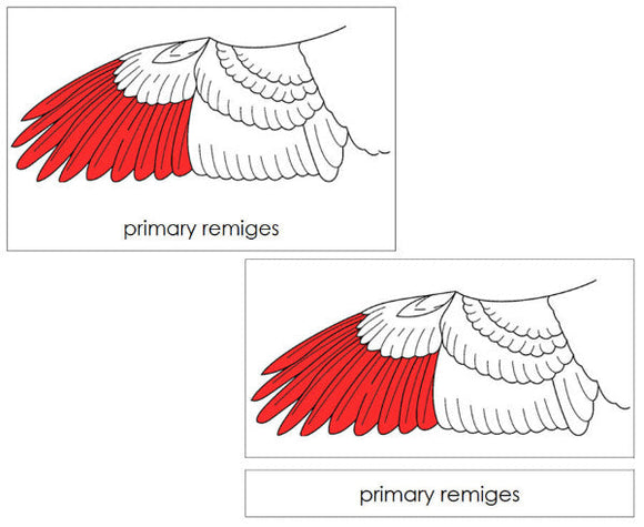 Parts of a Bird's Wing 3-Part Nomenclature Cards (red) - Montessori Print Shop Digital Download