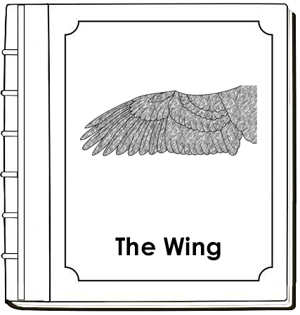 Parts of an Eagle Wing Nomenclature Book - Montessori Print Shop Digital Download