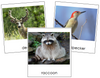 Woodland Animals 3-Part Cards - Montessori Print Shop