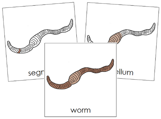 Parts of a Worm 3-Part Nomenclature Cards - Montessori Print Shop Digital Download