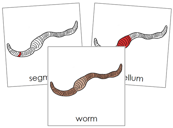 Worm Nomenclature Cards (red) - Montessori Print Shop