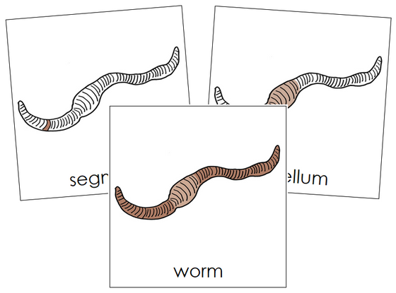 Worm Nomenclature Cards - Montessori Print Shop