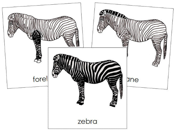 Parts of a Zebra 3-Part Nomenclature Cards - Montessori Print Shop Digital Download