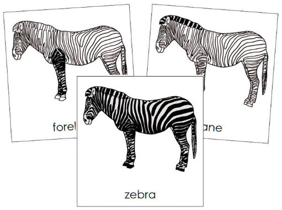 Parts of a Zebra 3-Part Nomenclature Cards - Montessori Print Shop Digital Download
