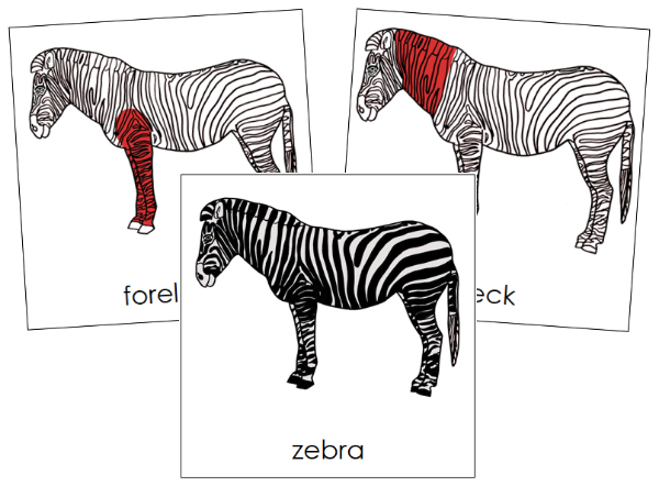 Parts of a Zebra Nomenclature Cards (red) - Montessori Print Shop Digital Download