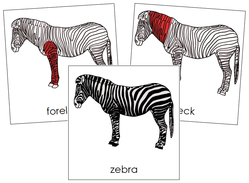 Zebra Nomenclature Cards (red) - Montessori Print Shop