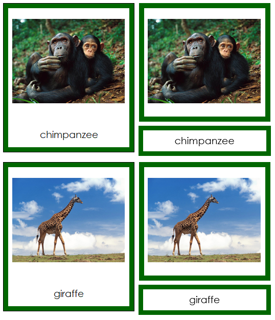 African Animals - Montessori geography cards