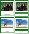 African Animals 3-Part Cards - Montessori Print Shop continent study