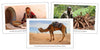 Africa Continent Cards - Montessori Print Shop geography cards