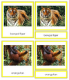 Animals of Asia - Continent Cards - Montessori Print Shop