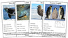 Animals of Antarctica Information Cards (color-coded) - Montessori Print Shop