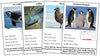 Animals of Antarctica Information Cards - Montessori Print Shop