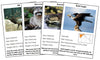 Animals of North America Information Cards (color-coded) - Montessori Print Shop