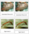 Annelida Animal Cards - Montessori Print Shop