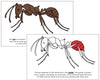Parts of an Ant Nomenclature Book (red) - Montessori Print Shop