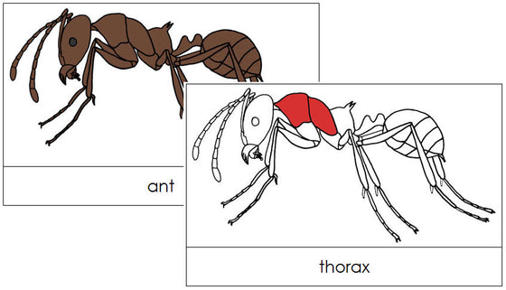 Ant Nomenclature Cards - Montessori Print Shop