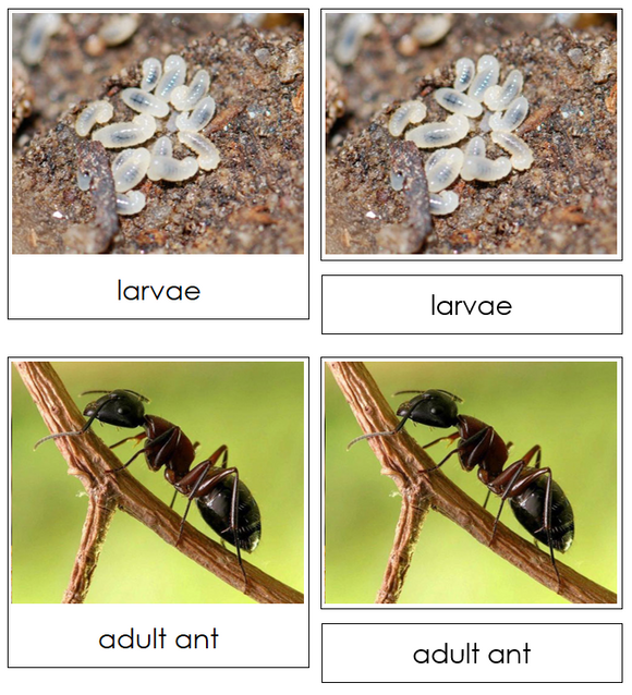 Ant Life Cycle Nomenclature Cards & Charts -Montessori Print Shop