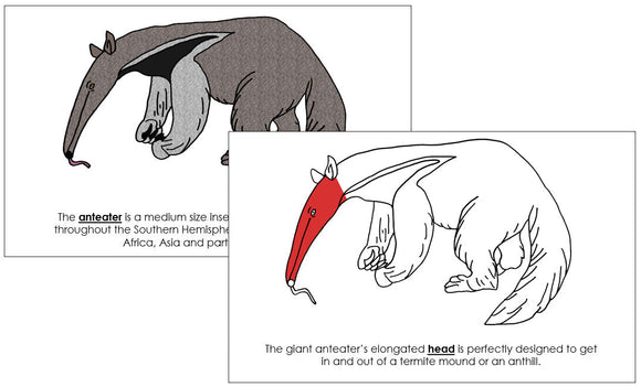 Parts of an Anteater Nomenclature Book (red) - Montessori Print Shop