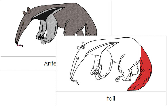 Anteater Nomenclature Cards (red) - Montessori Print Shop