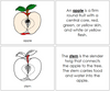 Apple Nomenclature Book (red) - Montessori Print Shop