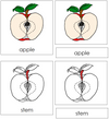 Apple Nomenclature3-Part Cards (red) - Montessori Print Shop
