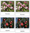 Apple Life Cycle Nomenclature 3-Part Cards & Charts - Montessori Print Shop