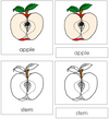 Apple Nomenclature 3-Part Cards - Montessori Print Shop