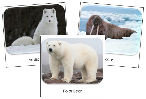 Arctic Safari Toob Cards - Montessori Print Shop