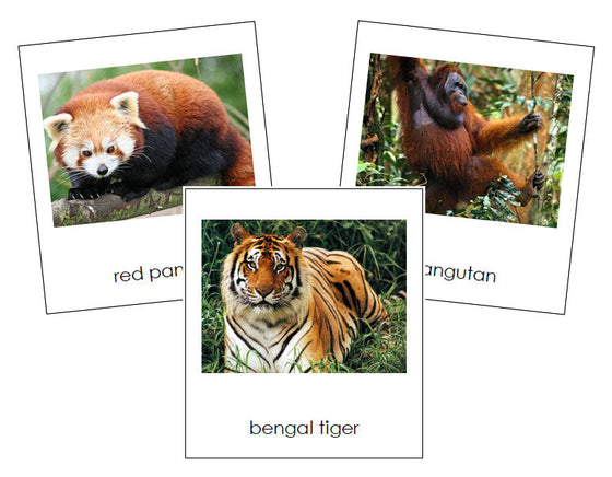 Asian Animals - Continent Cards - Montessori Print Shop