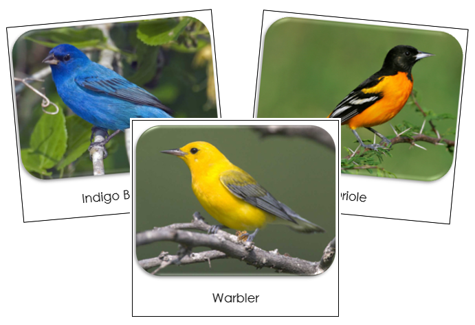 Backyard Birds Safari Toob Cards - Montessori Print Shop