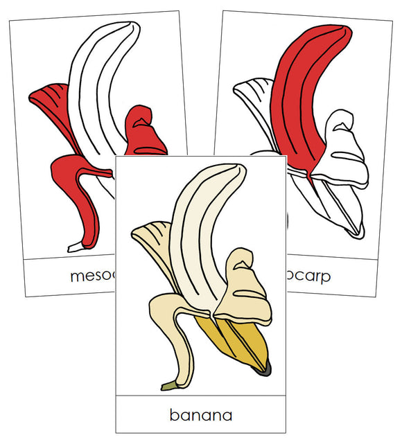 Banana Nomenclature Cards (red) - Montessori Print Shop