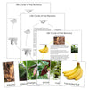 Banana Life Cycle Nomenclature Cards & Charts - Montessori