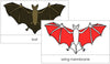 Bat Nomenclature Cards (red) - Montessori Print Shop