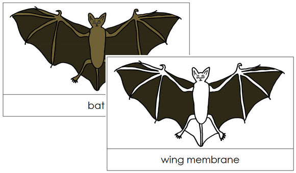 Bat Nomenclature Cards - Montessori Print Shop