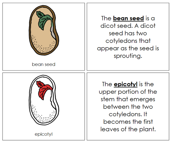 Bean Seed Nomenclature Book (red) - Montessori Print Shop