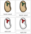 Parts of a Bean Seed 3-Part Cards - Montessori Print Shop 