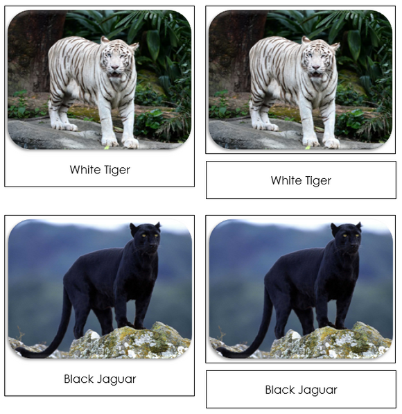 Big Cats Safari Toob Cards - Montessori Print Shop