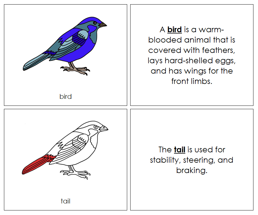 Parts of a Bird Nomenclature Book (red) - Montessori Print Shop