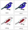 Bird Nomenclature Cards (red) - Montessori Print Shop