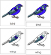Bird Nomenclature Cards - Montessori Print Shop