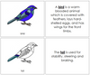 Printable Bird Nomenclature Book - Montessori Print Shop