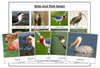 Printable Birds and Their Beaks Lesson - Montessori Print Shop