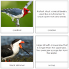 Birds & Their Beaks - Montessori Print Shop
