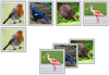 Printable Bird Matching Cards - Montessori Print Shop