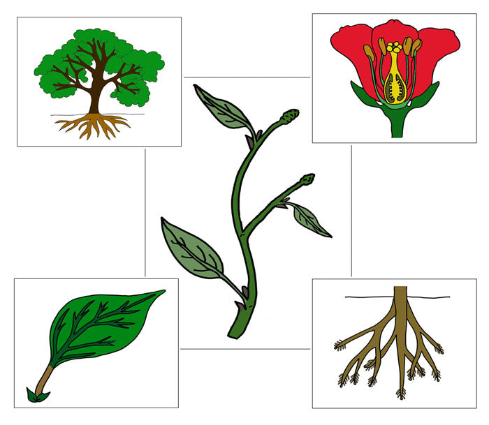 Botany Nomenclature Bundle Set 1 - Montessori Print Shop