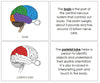 Parts of a Brain Nomenclature Book (red) - Montessori Print Shop