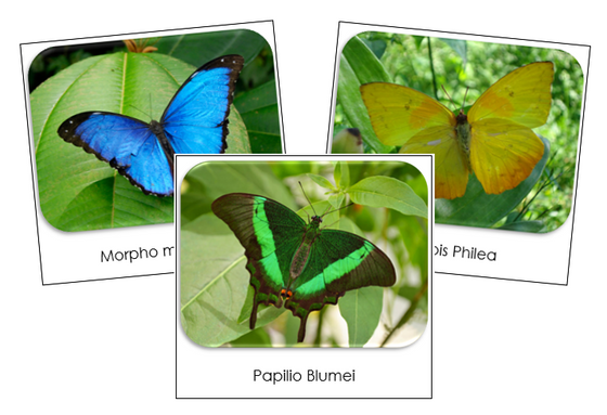 Butterflies Safari Toob Cards by Montessori Print Shop