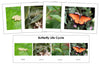 Butterfly Life Cycle Sequence Cards - Montessori Print Shop