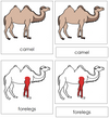 Camel Nomenclature 3-Part Cards (red) - Montessori Print Shop
