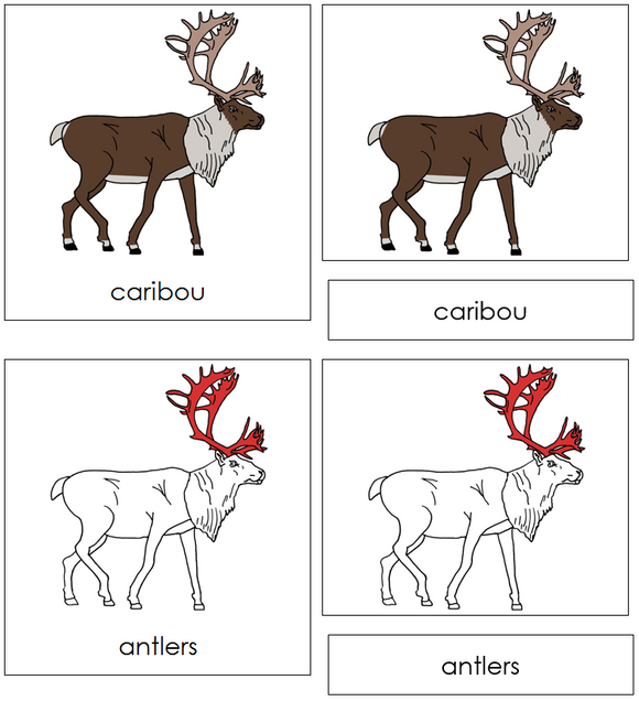 Caribou Nomenclature Cards (red) - Montessori Print Shop